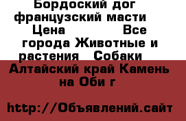 Бордоский дог ( французский масти)  › Цена ­ 50 000 - Все города Животные и растения » Собаки   . Алтайский край,Камень-на-Оби г.